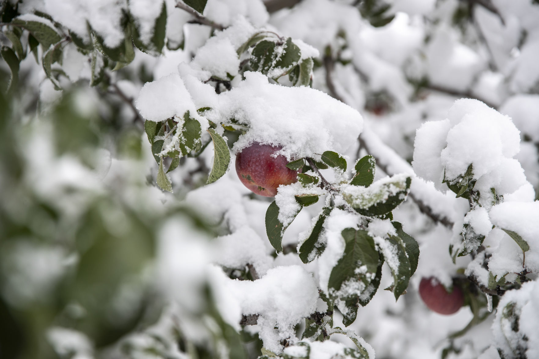 Autumn snow